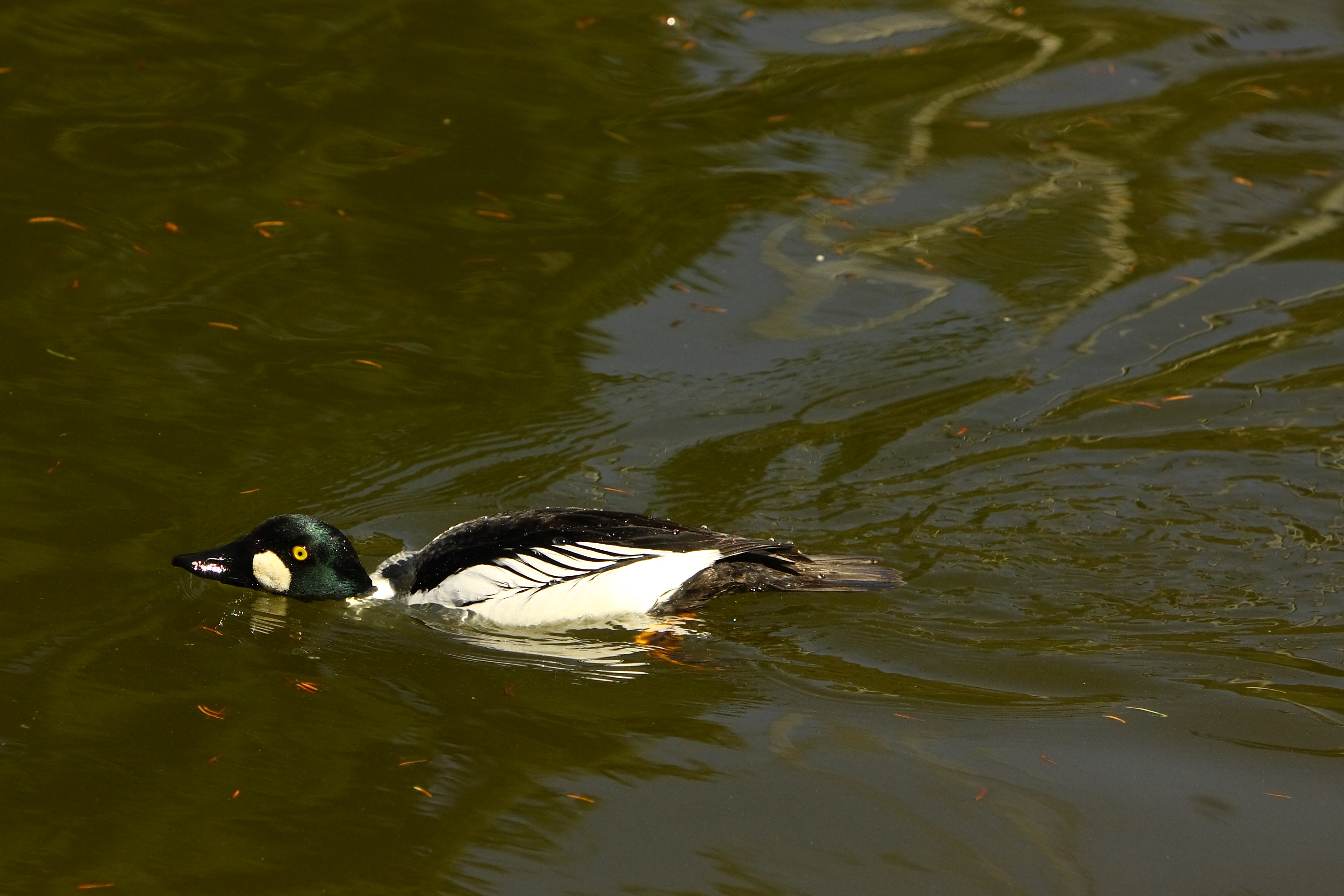 GOLDENEYE-THREAT POSTURE.JPG