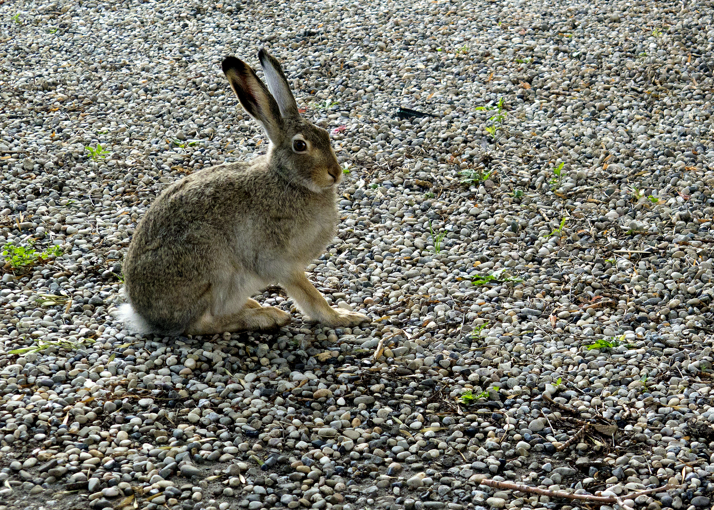 JACKRABBIT IN THE YARD.JPG