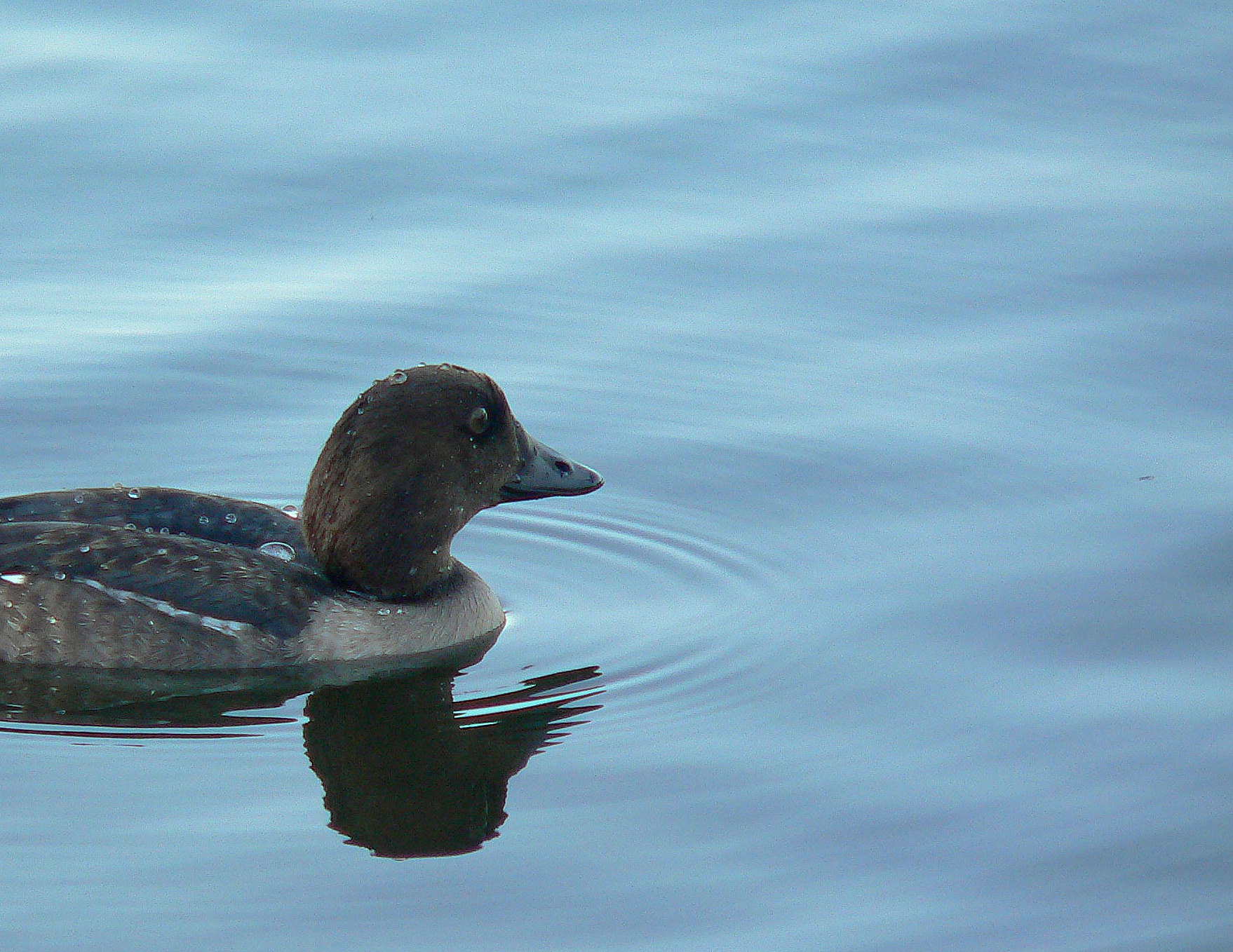 COMMON GOLDENEYE HEN.JPG
