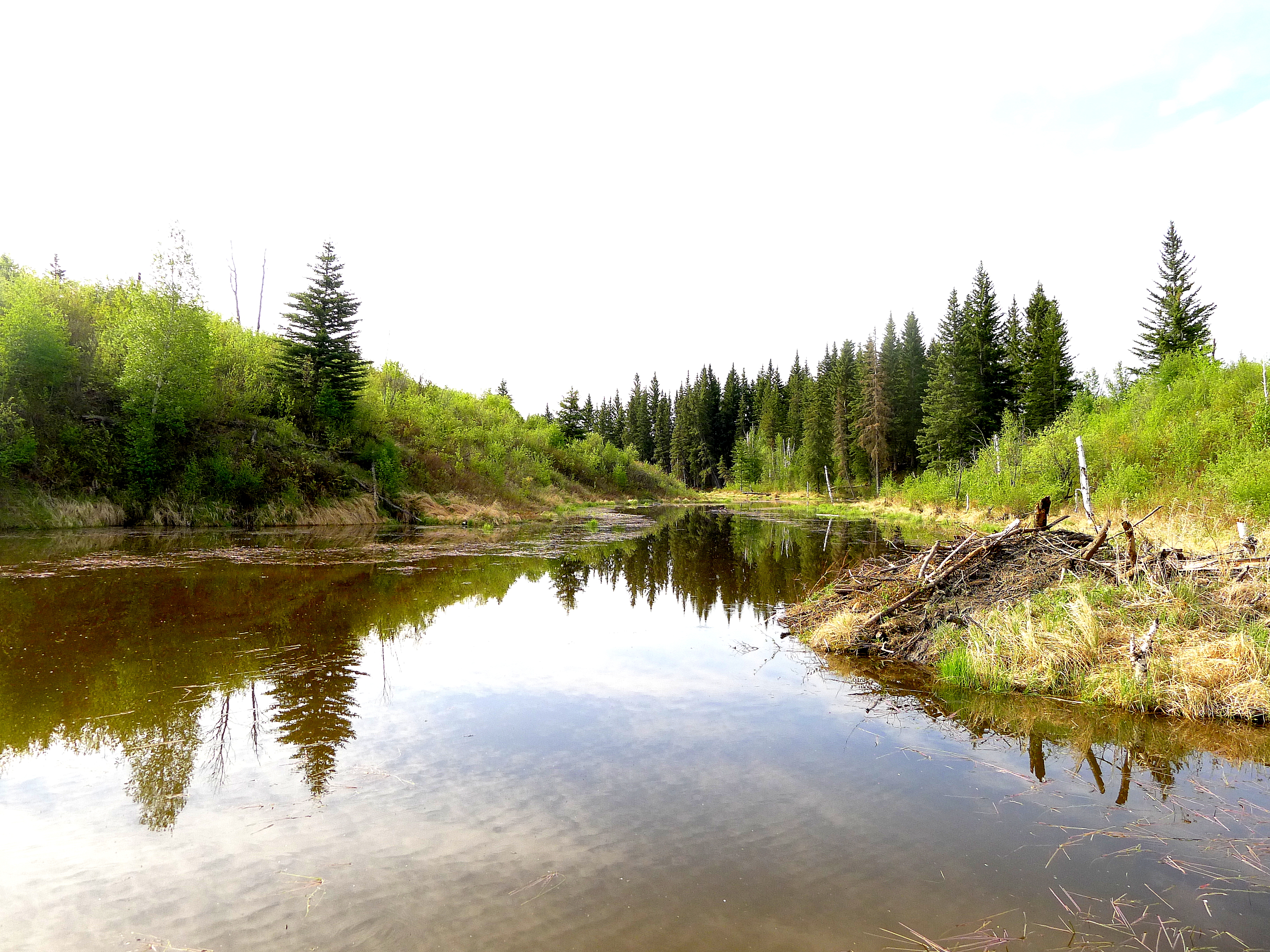 PARKLAND BEAVER LODGE AND POND.JPG