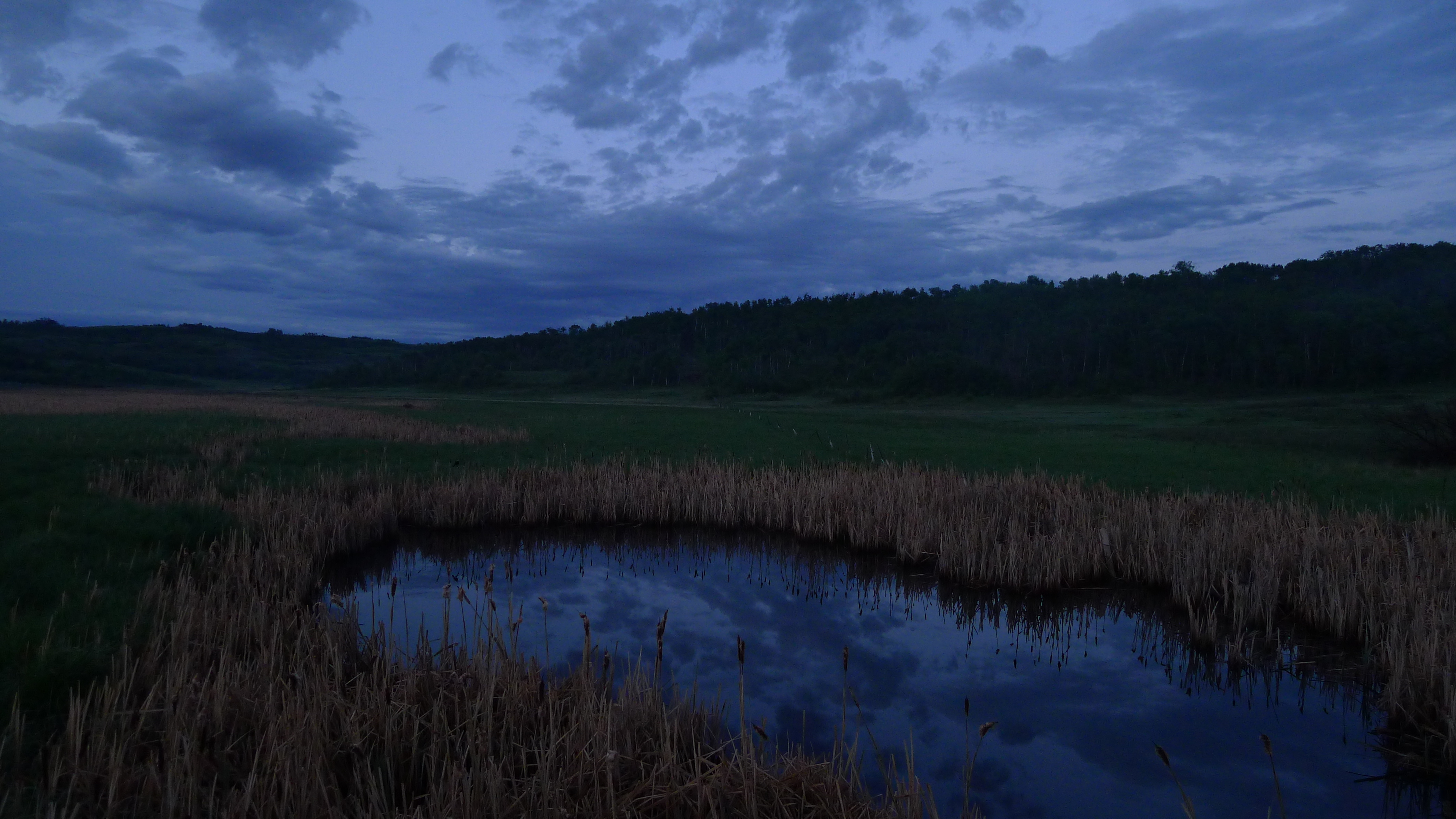 PARKLAND POND AT DUSK.JPG
