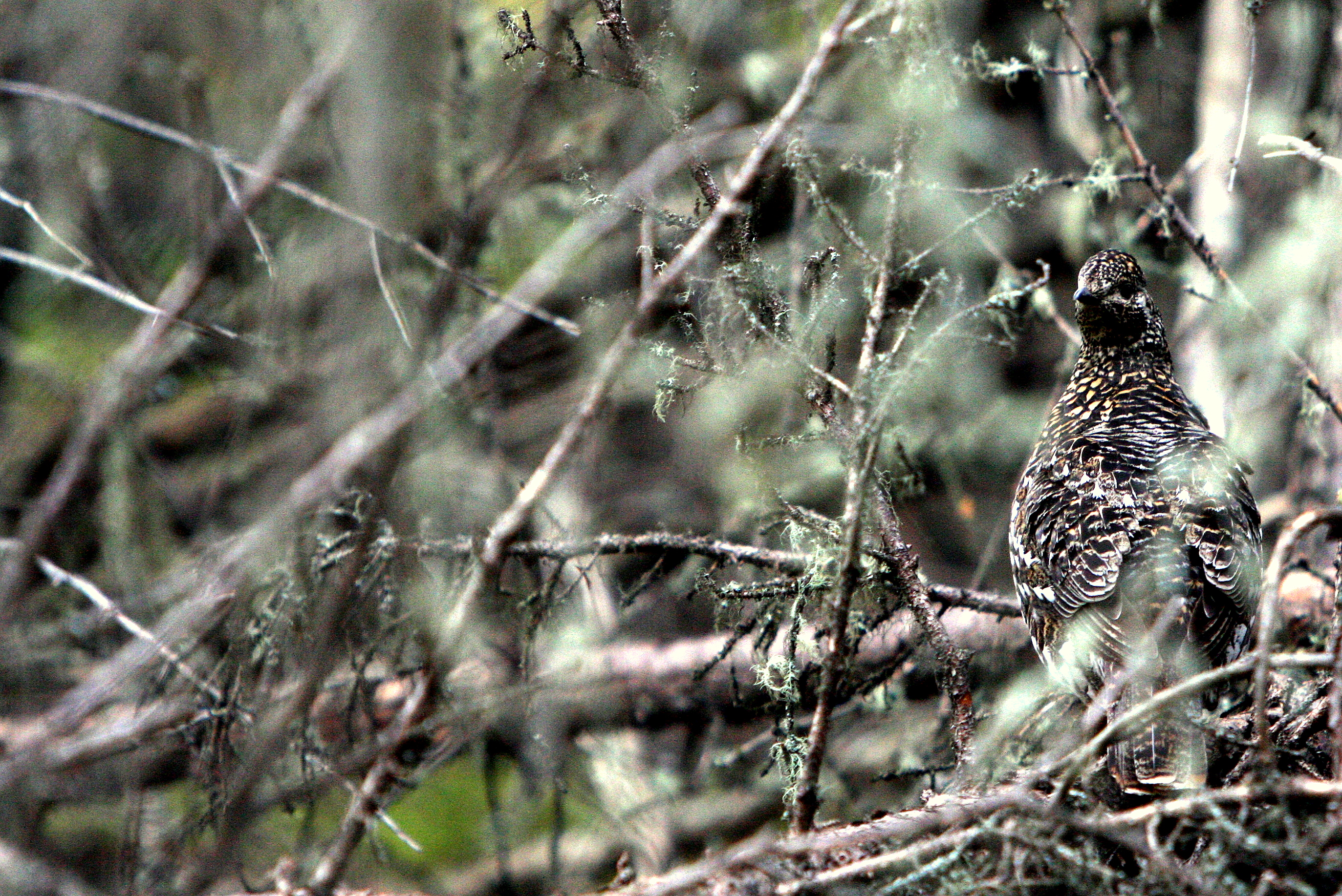 BLACK-THROAT.JPG
