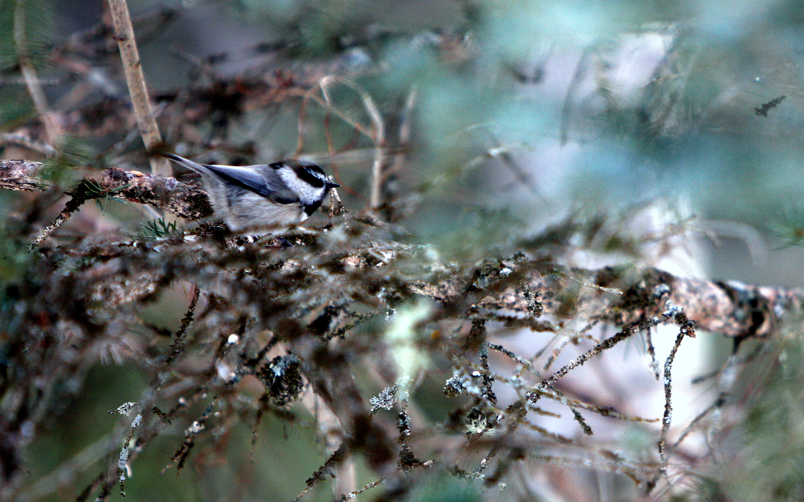MOUNTAIN CHICKADEE.JPG