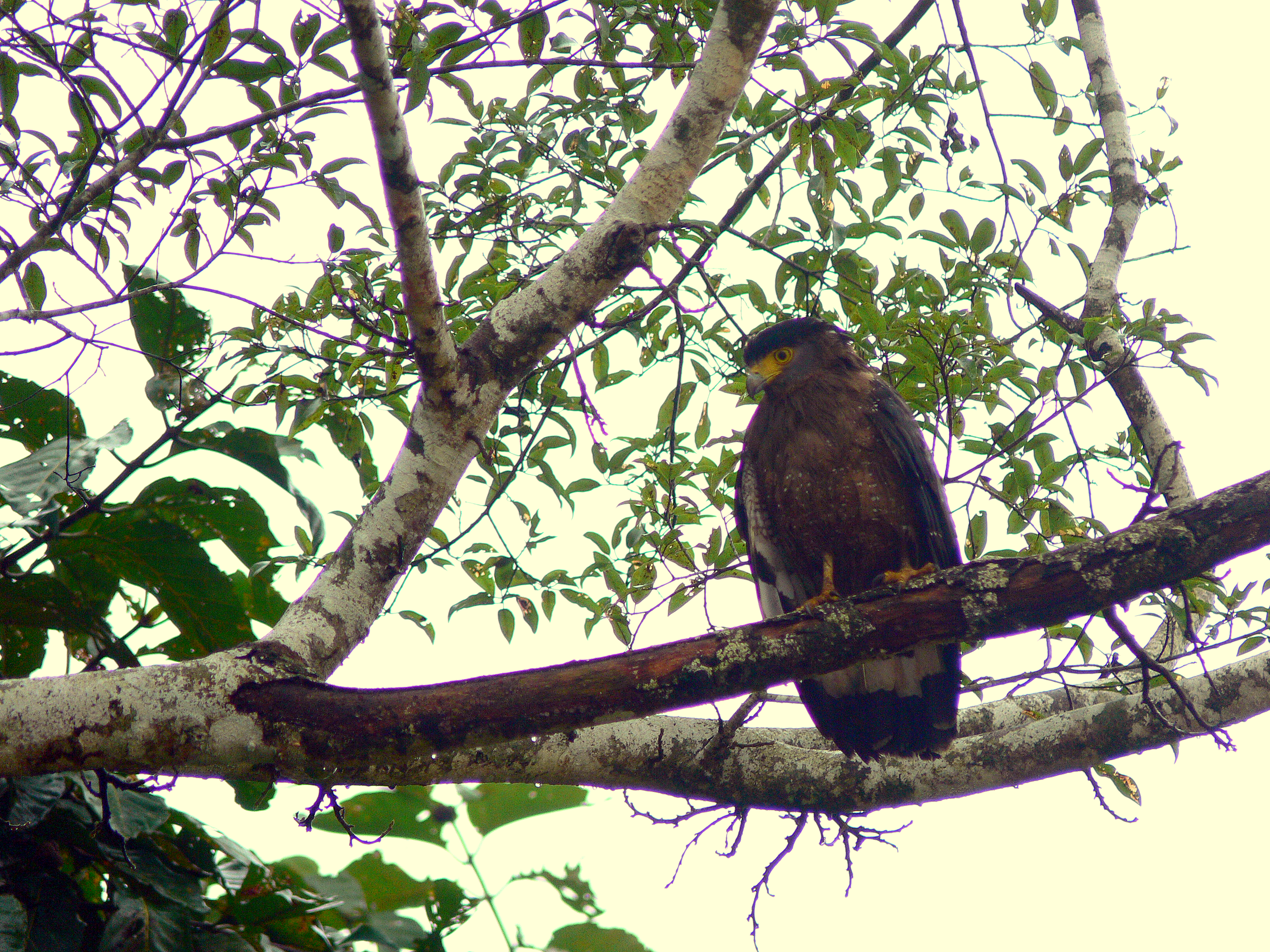 CRESTED SERPENT EAGLE 2.JPG