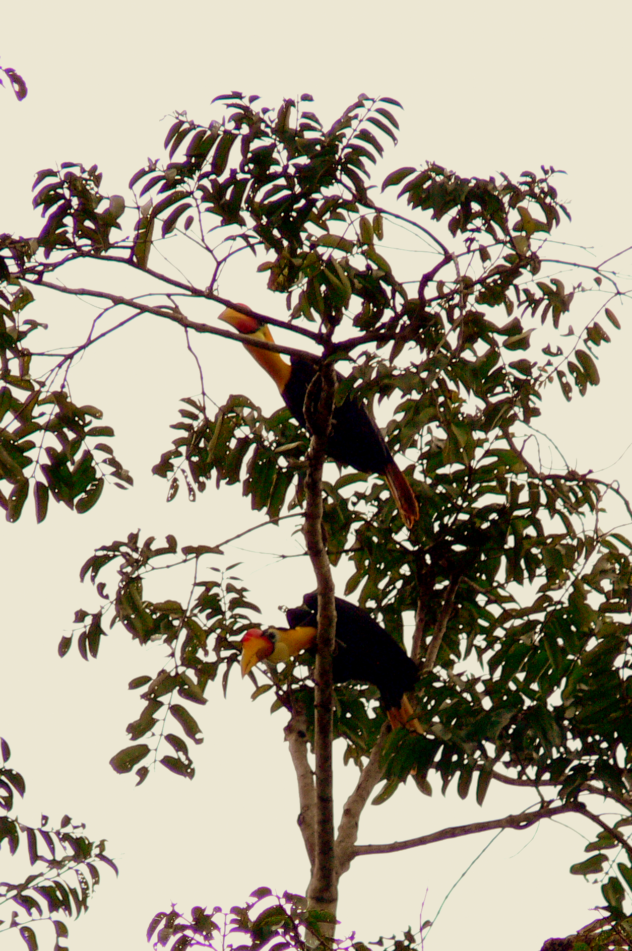 WRINKLED HORNBILLS.JPG
