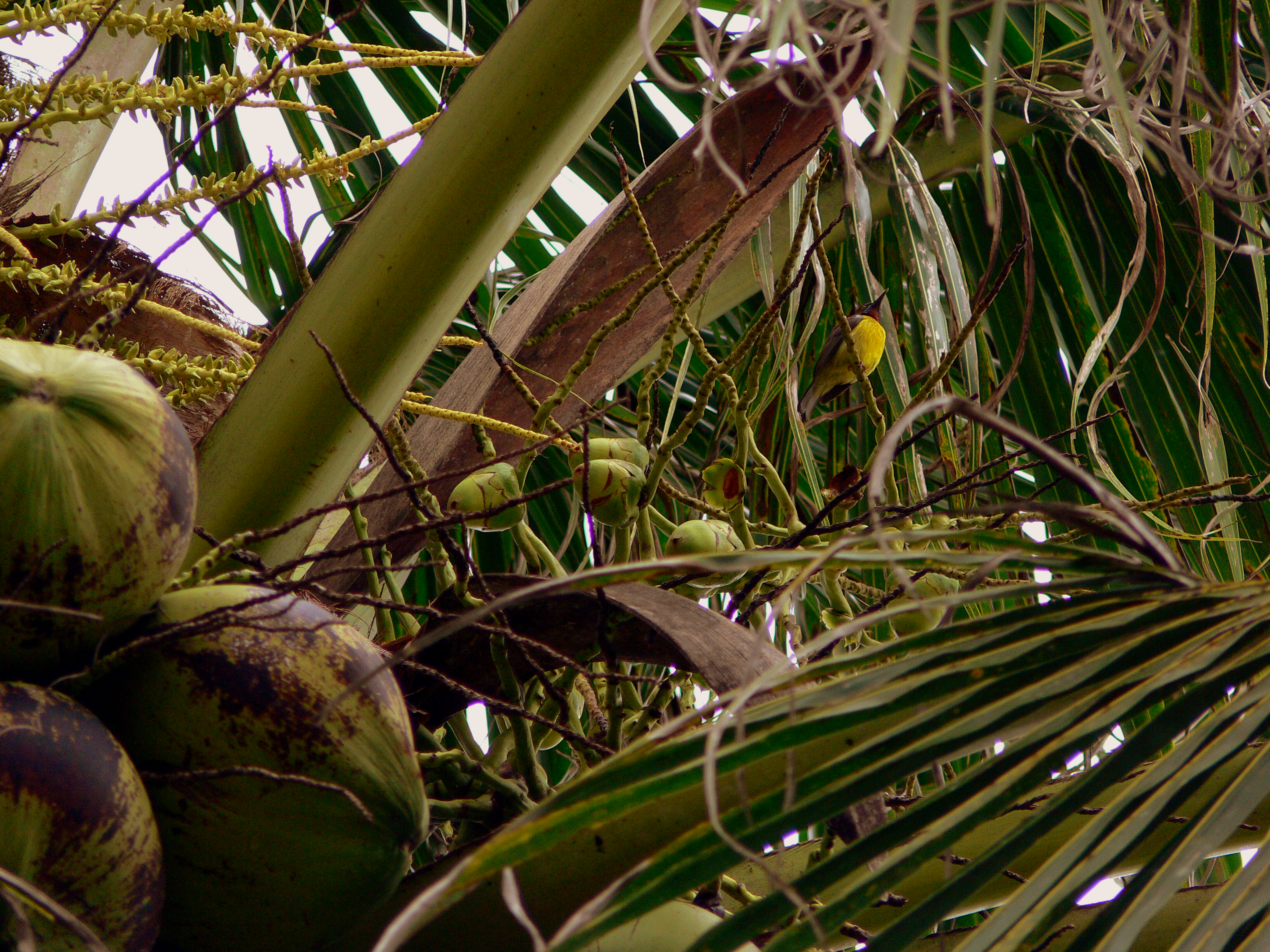 COCONUTS WITH SUNBIRD.JPG