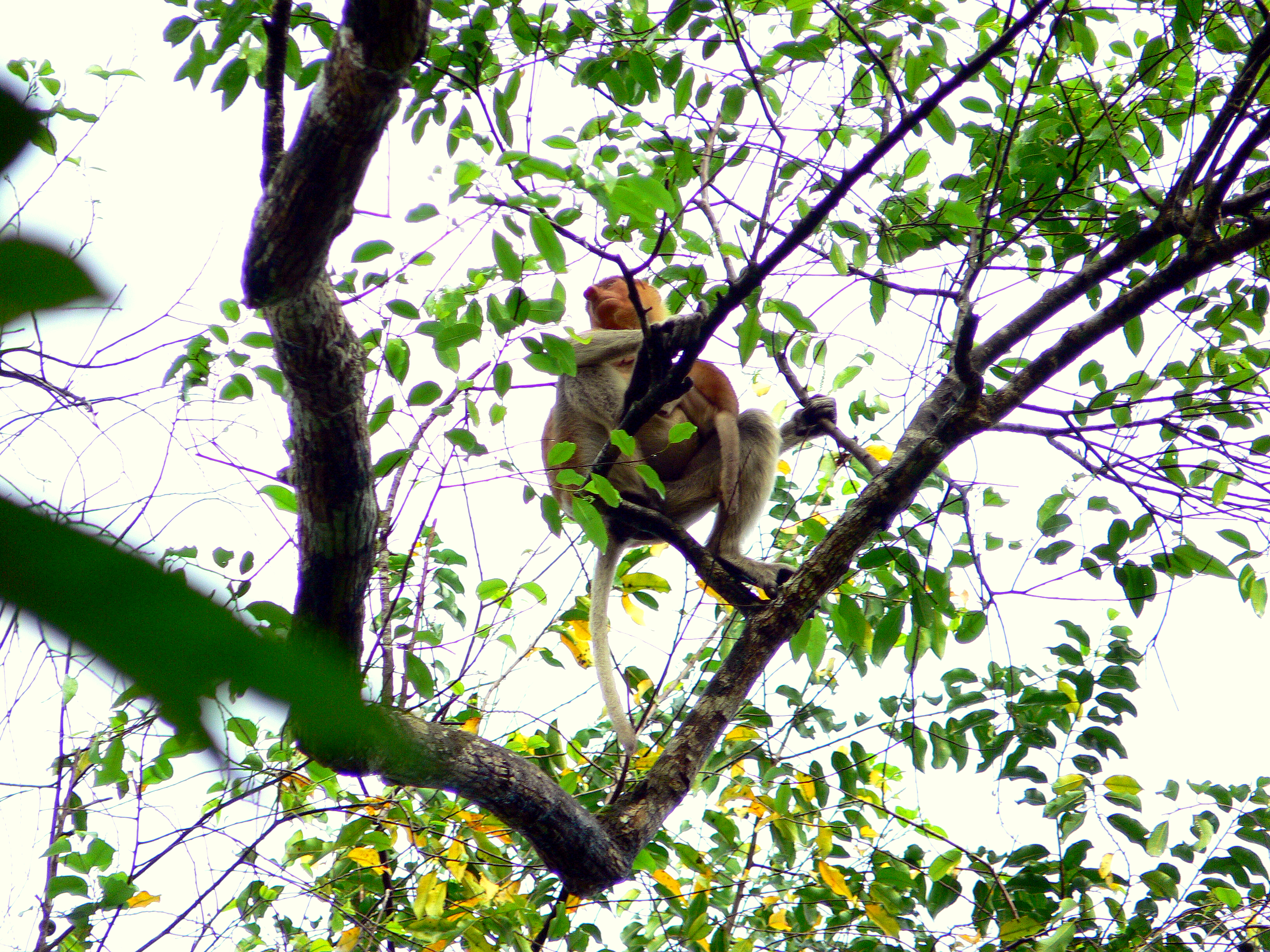 PROBOSCIS-MOTHER WITH CHILD.JPG