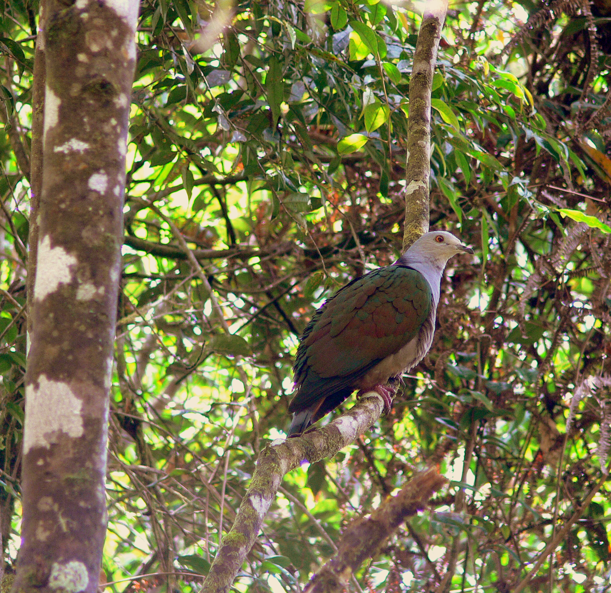 GREY-HEADED IMPERIAL PIGEON  #2.JPG