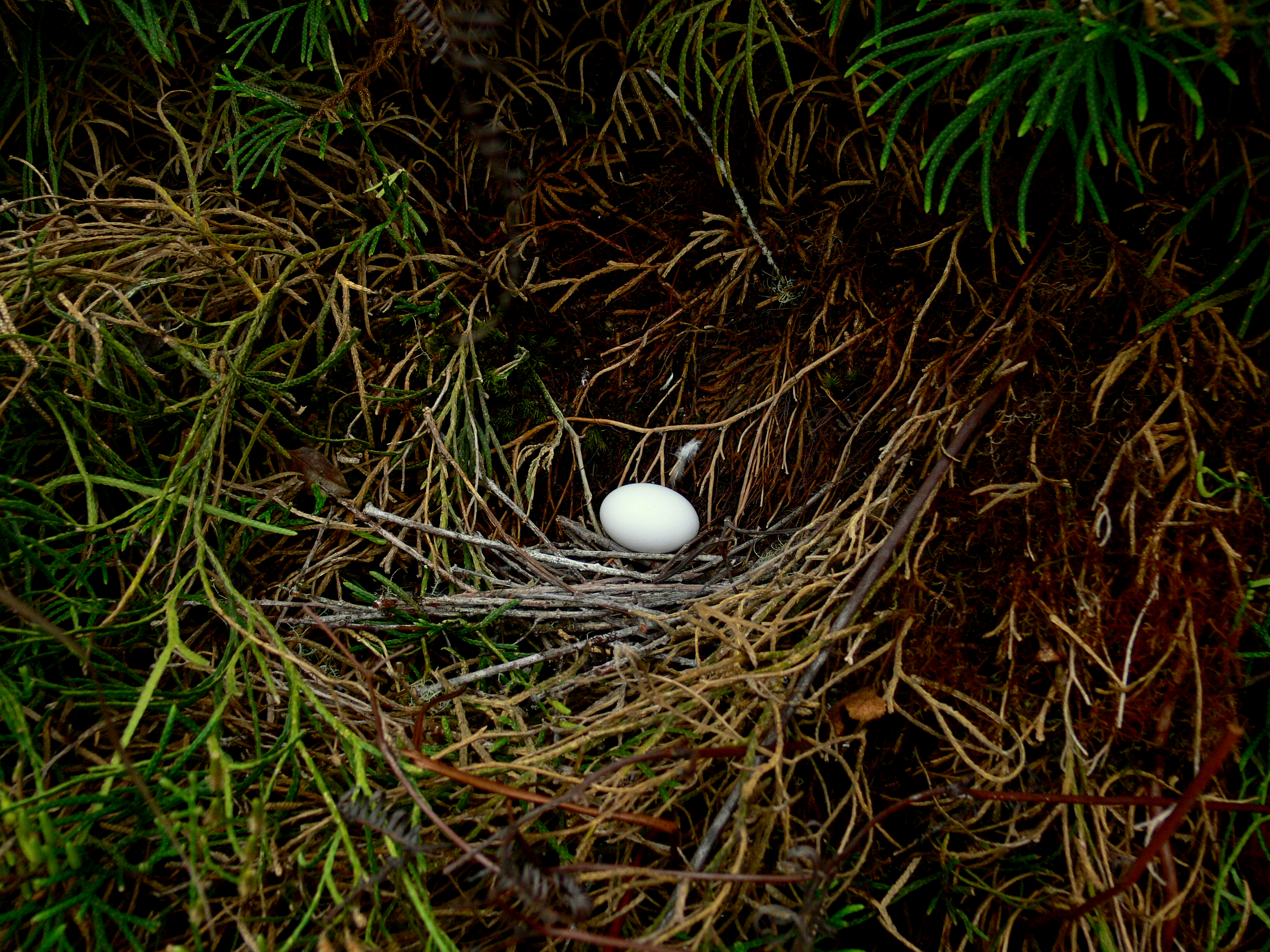 GREY-HEADED IMPERIAL PIGEON NEST 2.JPG