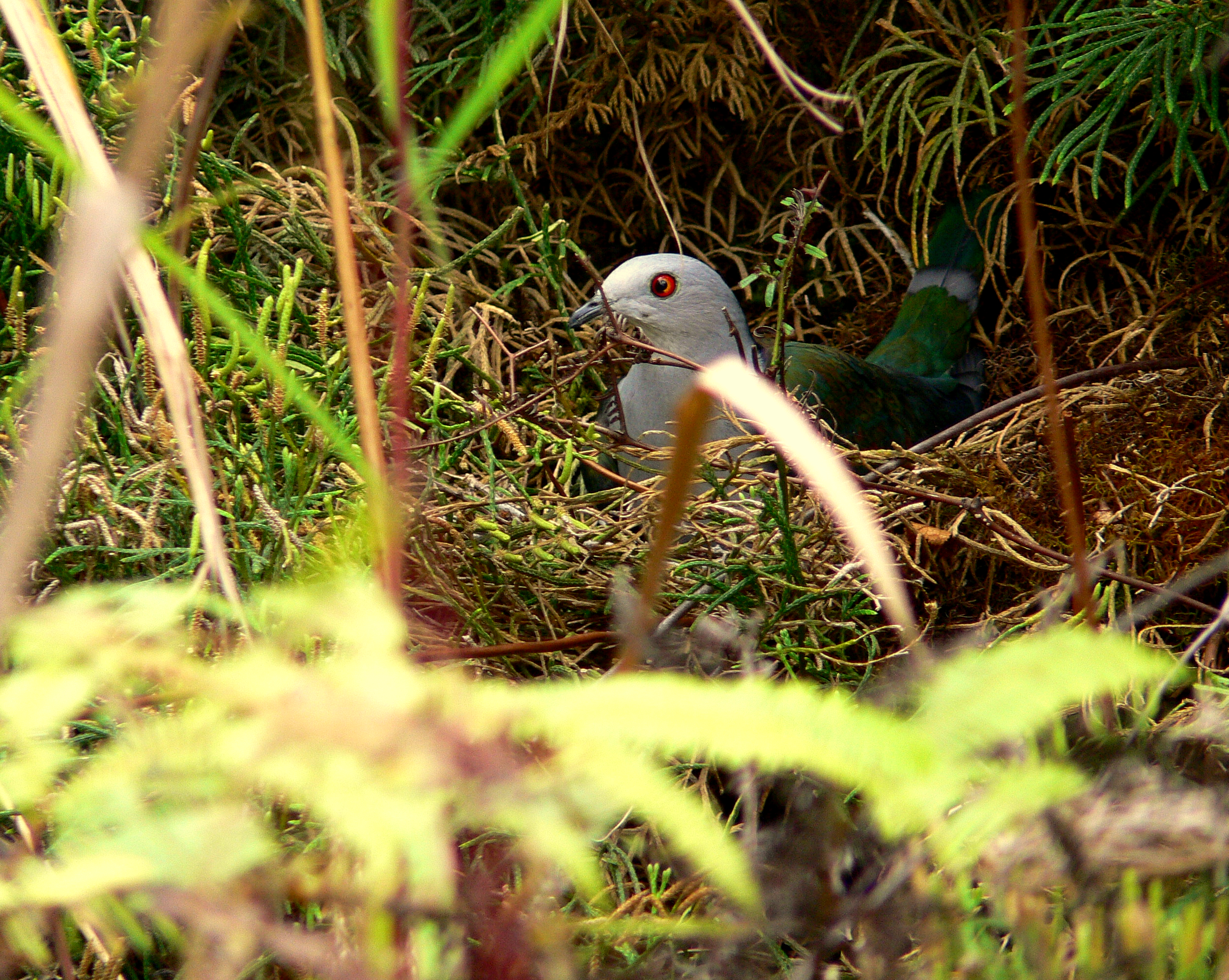 IMPERIAL ON NEST.JPG