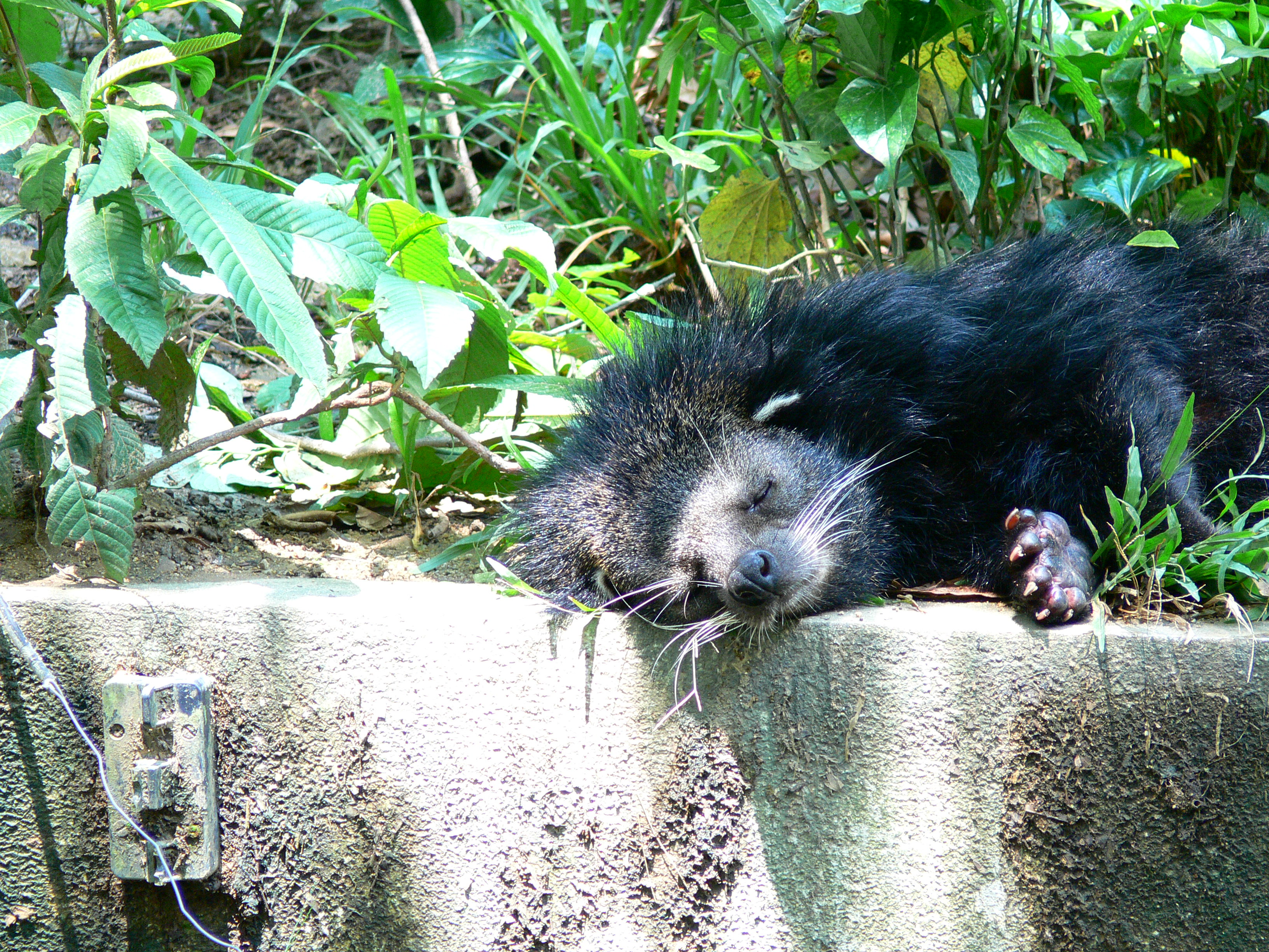 BINTURONG NAP.JPG