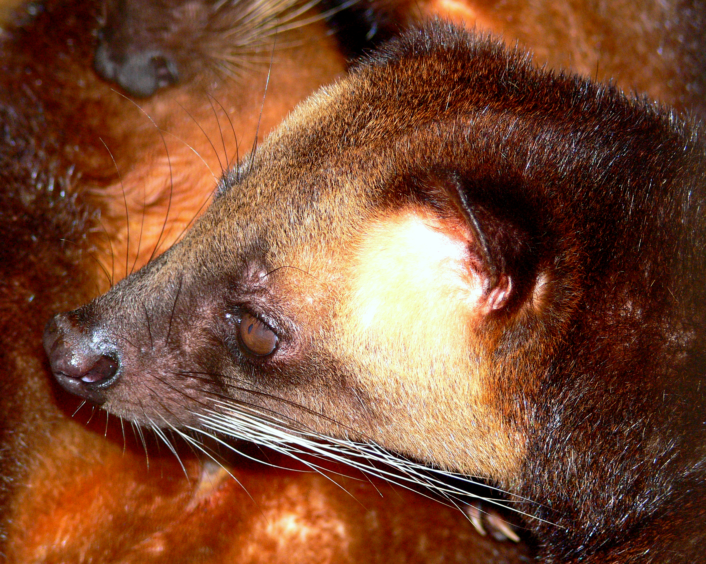 MASKED PALM CIVET.JPG