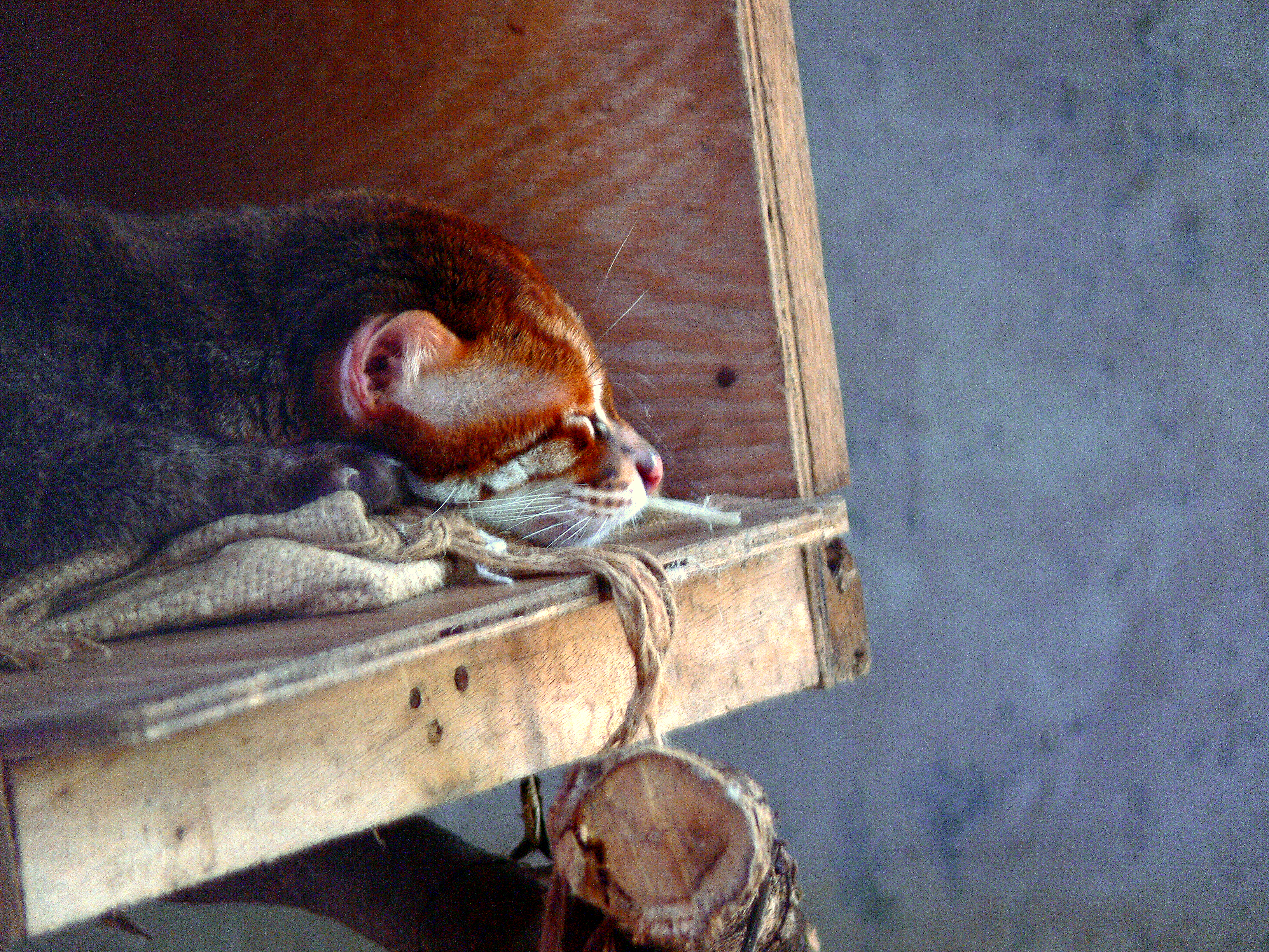 FLAT-HEADED CAT.JPG