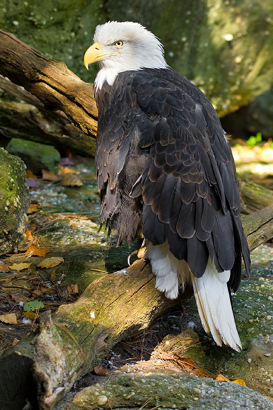 Proud Eagle