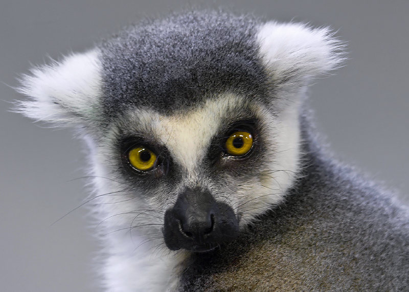 Lemur