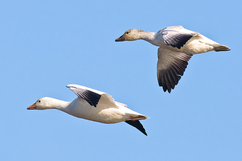 Flight of the Snow Geese