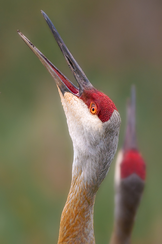 Calling all Cranes!