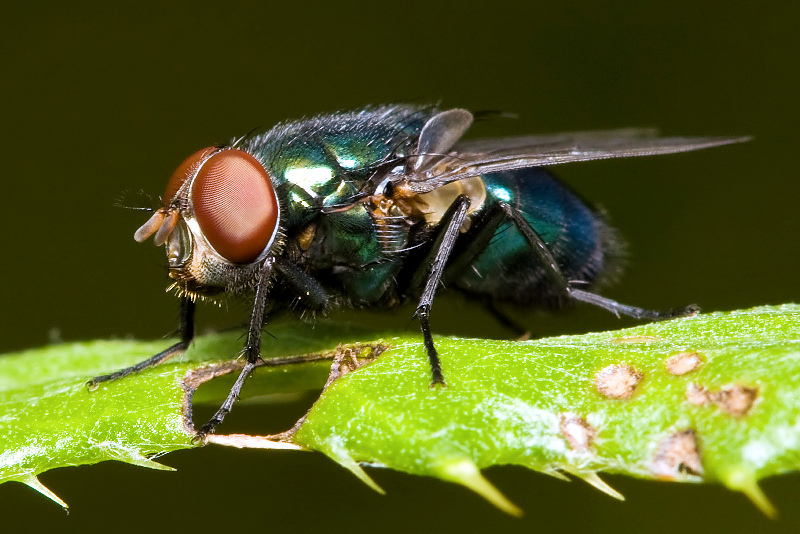 Green Bottle Fly