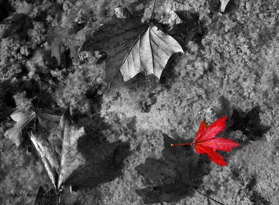 Maple Leaf in the Sabinal River.