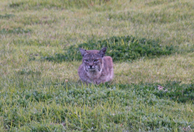 Bobcat at dusk