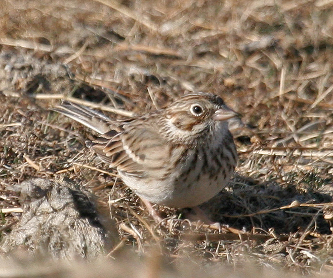 Vesper Sparrow