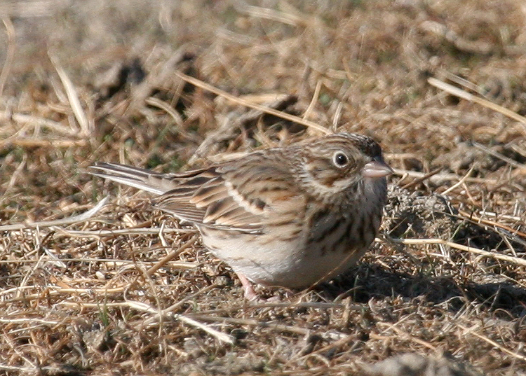 Vesper Sparrow