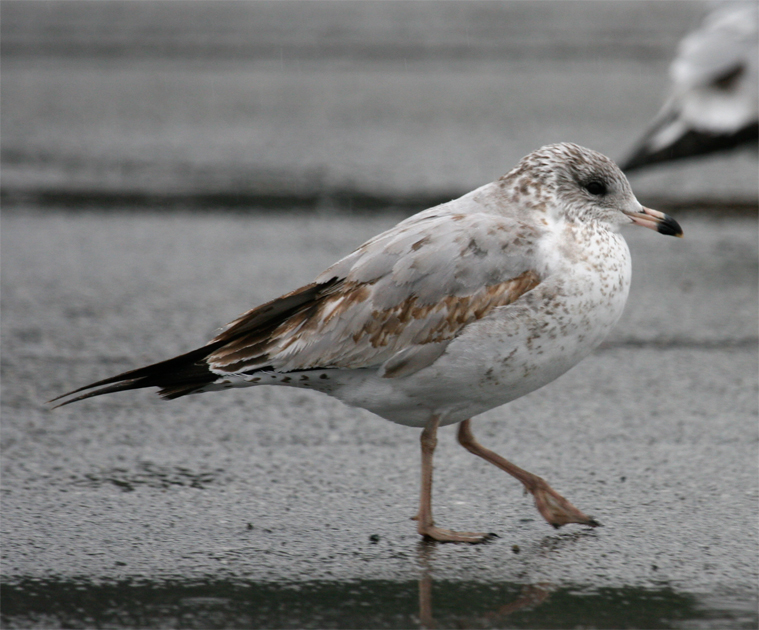 #7 - 1st cycle Ring-billed Gull