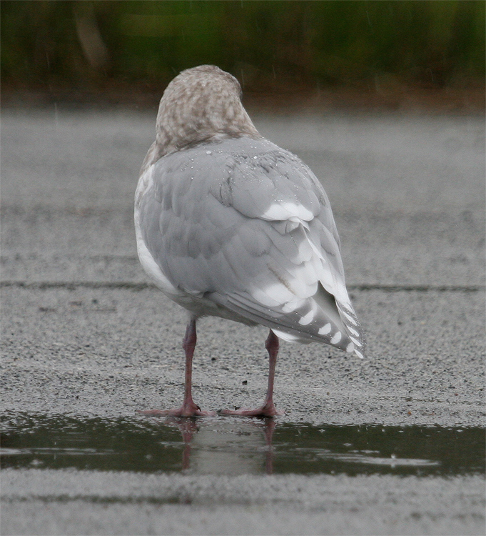 #4 - Adult Glaucous-winged Gull