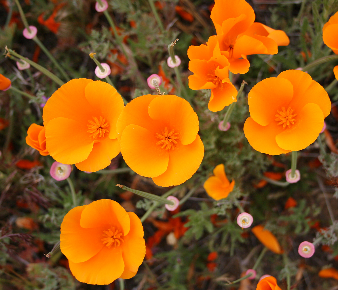 California Poppies