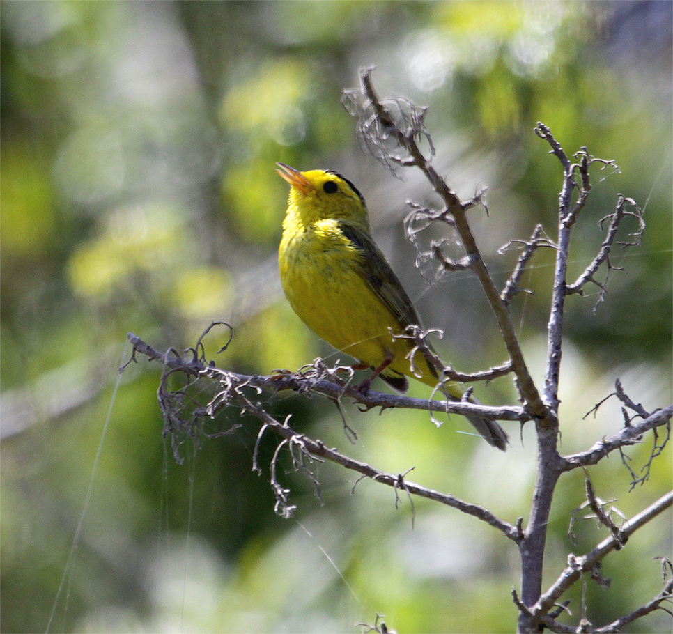 Singing Wilsons Warbler