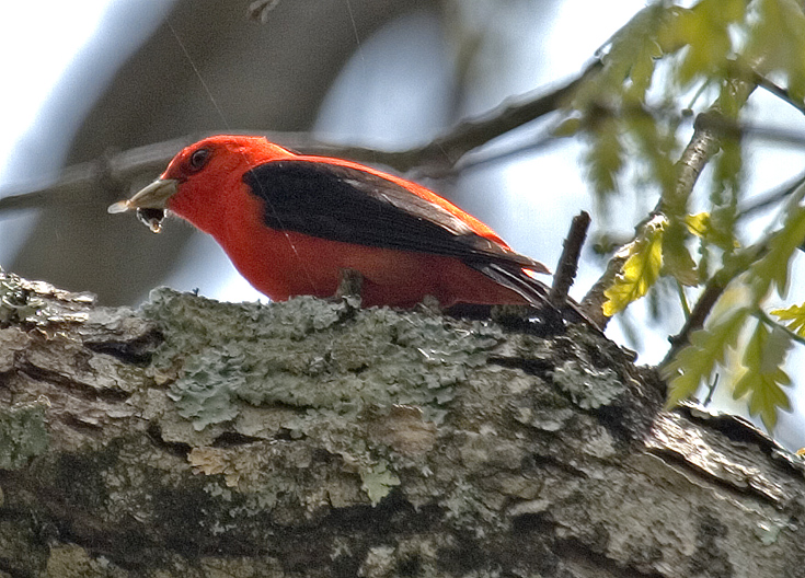 Scarlet Tanager - closeup