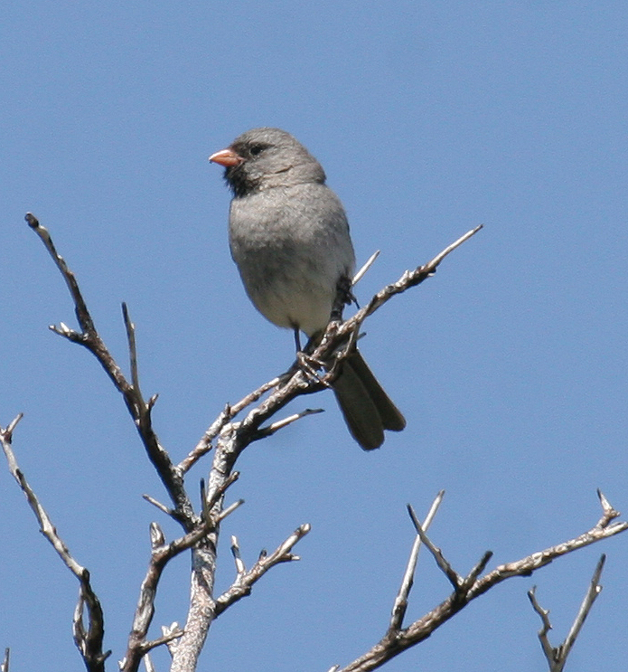 Black-chinned Sparrow