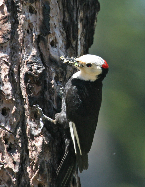 Feeding Time - White-headed Woodpecker
