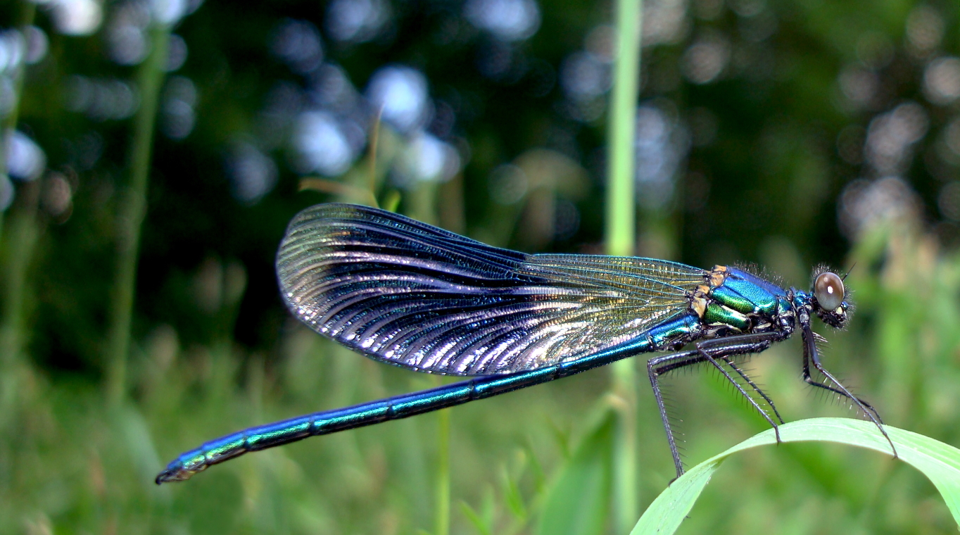 Blue Wing Commander.jpg