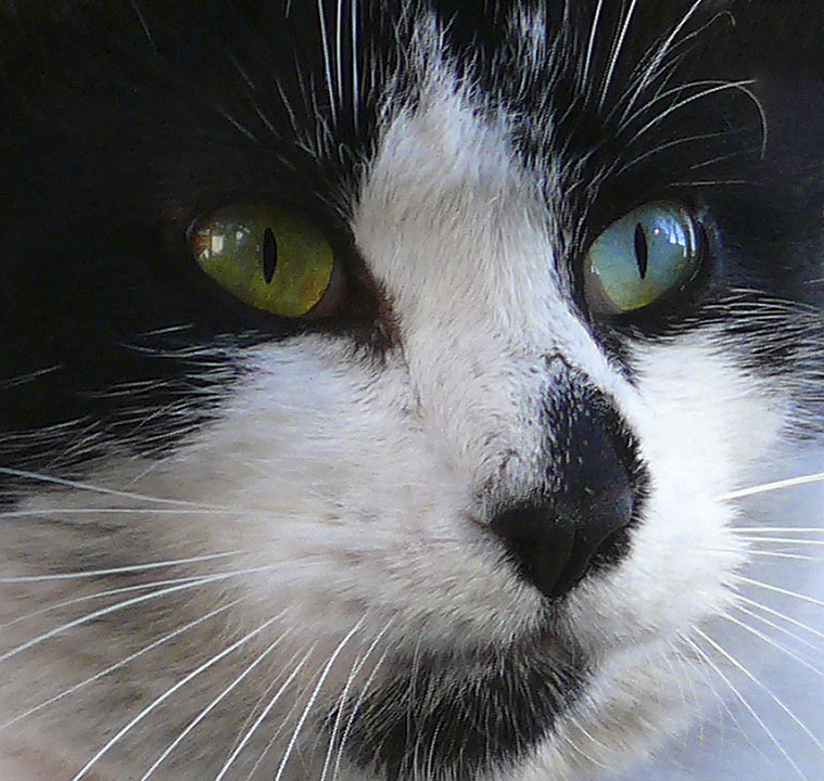 Eyes
