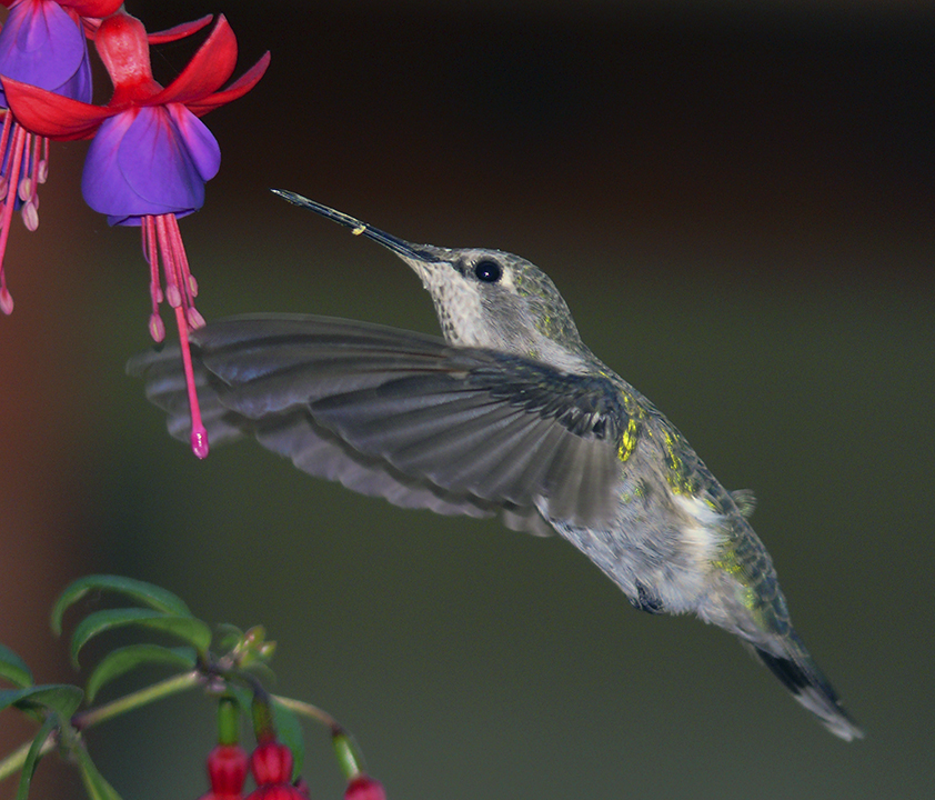 Pollen Beak