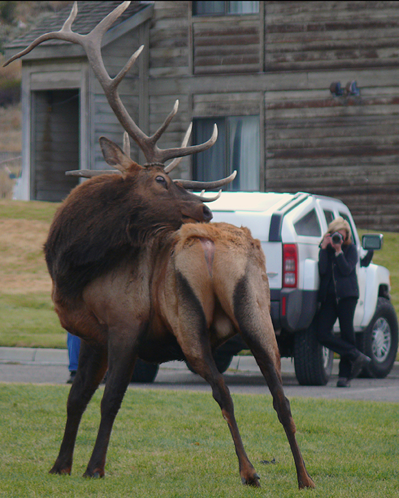 Elk Bull and Photographer