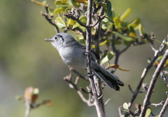 Cuban Gnatcatcher