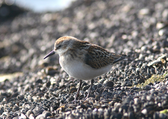 Little Stint