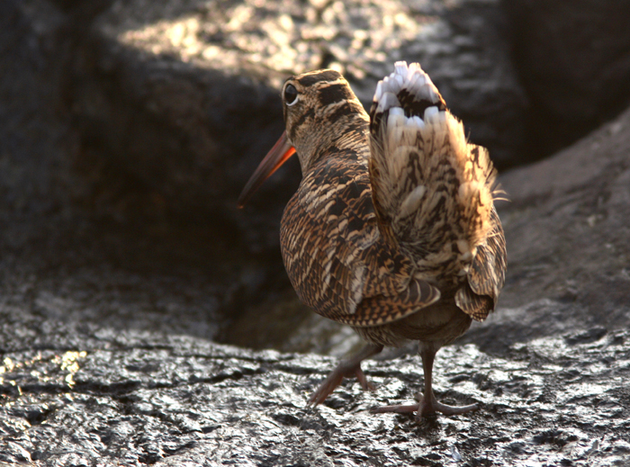 Woodcock