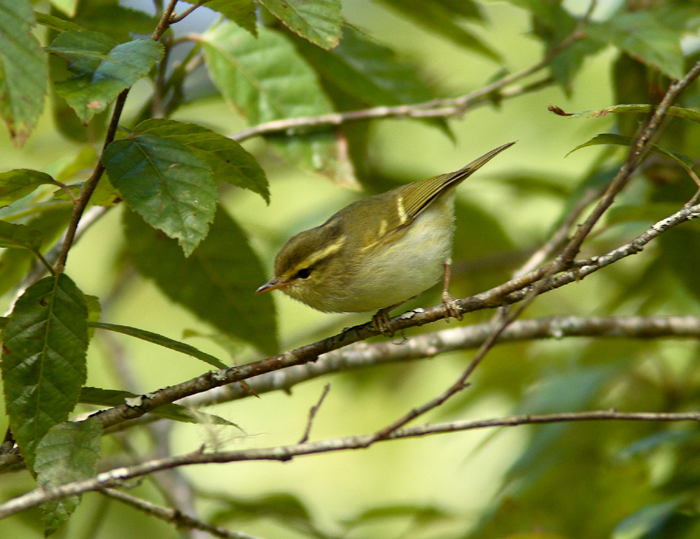 Blyths Leaf Warbler