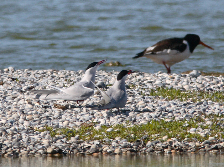 Arctic Tern