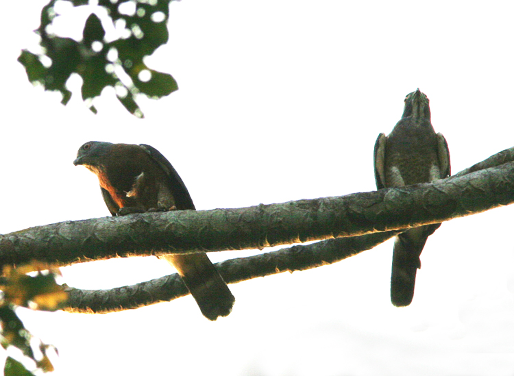 Double-toothed Kite