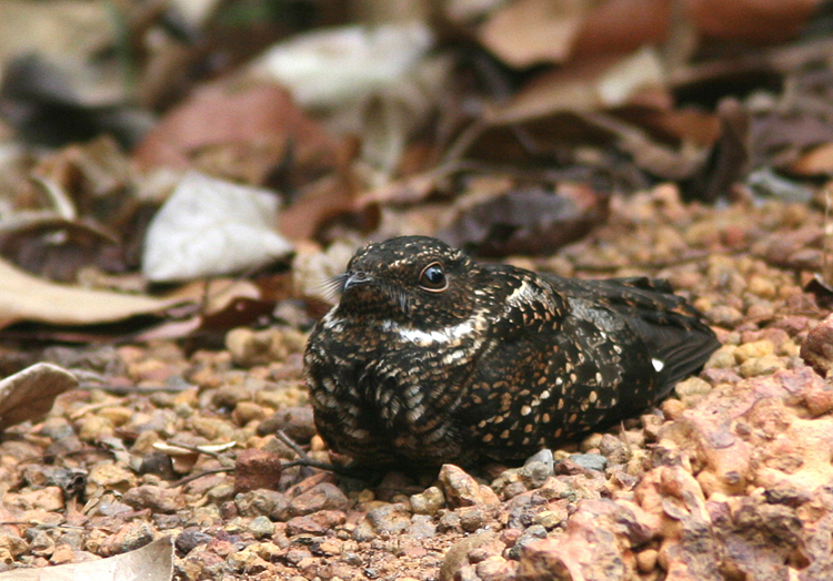 Blackish Nightjar