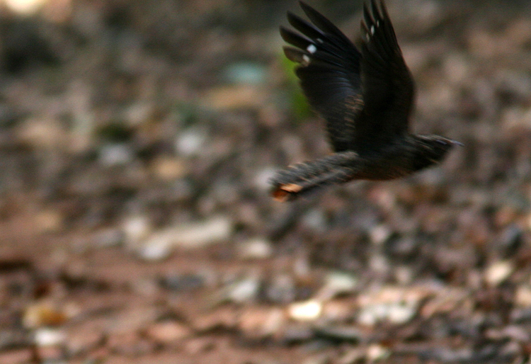 Blackish Nightjar