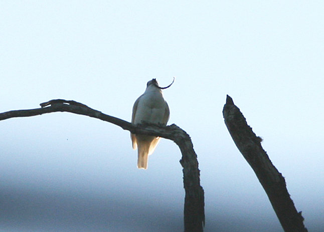 White Bellbird