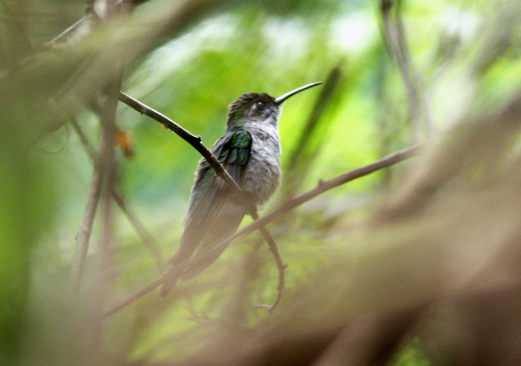 Grey-breasted Sabrewing