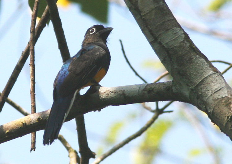 Amazonian White-tailed Trogon