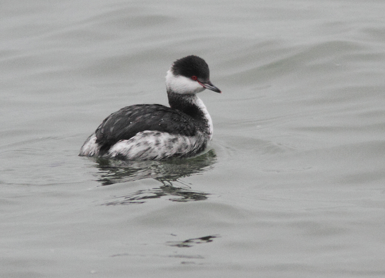 Slavonian Grebe