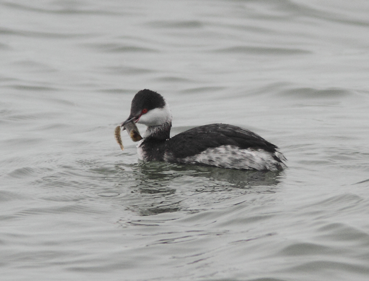 Slavonian Grebe